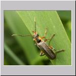 Cantharis cf nigricans - Weichkaefer 01.jpg